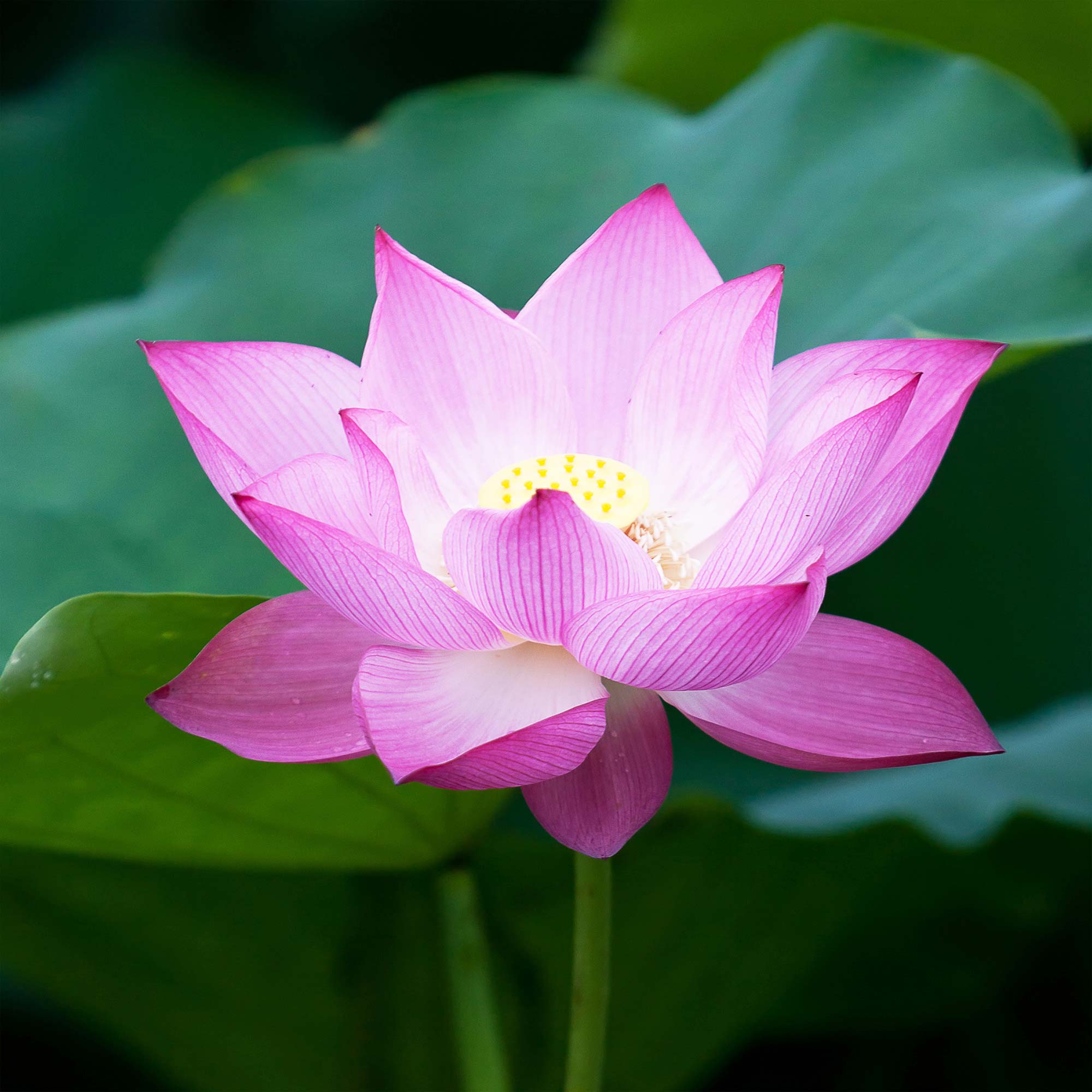 Lotus